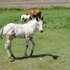 Tri Colored Leopard Filly