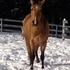 4 yr old Buckskin Reg QH gelding 