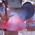 $650.00 Reaining Saddle, Hereford