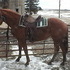 9 year old mare