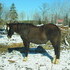 Older Paso Fino Mare