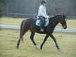 GREAT Hunter/Jumper For *LEASE*