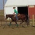 Versatile Half Arab Gelding