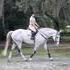 Handsome grey Irish gelding.