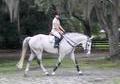 Handsome grey Irish gelding.