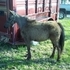 AMHA yearling filly