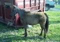 AMHA yearling filly