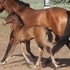 Bay PRE colt