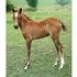 Companion Only Welsh Filly