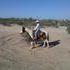 4 yo APHA Gelding