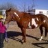 REDUCED Paint Mare Barrel Lineage 