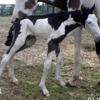 Overo Stud Colt
