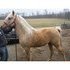 palomino