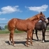 2012 APHA solid sorrel filly