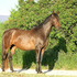 Arabian/Russian Warmblood mare started under saddle