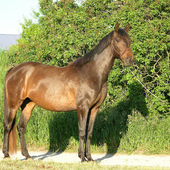 Arabian/Russian Warmblood mare started under saddle