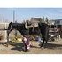gentle broke gelding