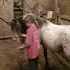 Reg half welsh /poa pony