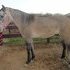 Reining trained has an awesome stop!!