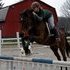Gorgeous Young Thoroughbred Ready for Anything