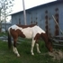 1/2 Arabian/Pinto Gelding 
