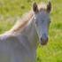 Perlino Dun Filly - Great disposition and conformation!