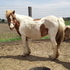 Proven broodmare that throws nice foals!