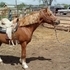 Flashy welsh , good 4-h project!