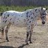 Possible 4-H Project 