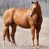 Awesome producing Mare~ Sale Pending
