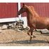 Talented mare ready to be finished