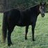 BEAUTIFUL MORGAN MARE