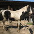 Yearling Geldi