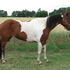 Attractive Paint Mare