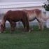 Miniature ~Mini Chestnut Gelding