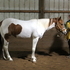 Fast & Flashy Paint Mare
