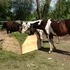 Stunning Gelded Paint