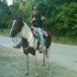 TRIPLE REG TWH- DNA HOMOZYGOUS TOBIANO MARE
