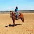 Fabulous Sorrel Gelding
