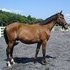 Nice hunter/jumper prospect by Consul