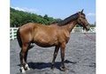 Nice hunter/jumper prospect by Consul