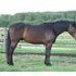 2007 Sporthorse Gelding