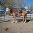 Very gentle & nice young riding mare.