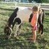 Mini Stallion
