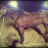 Fun, Flashy, Uncomplicated Gelding