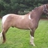 Smooth and gentle gaited gelding