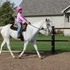 AQHA Beginner Gelding *Quiet*