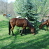 Kid Safe Gelding for LEASE