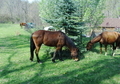 Kid Safe Gelding for LEASE