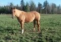 Very Pretty Red Dun Mare!